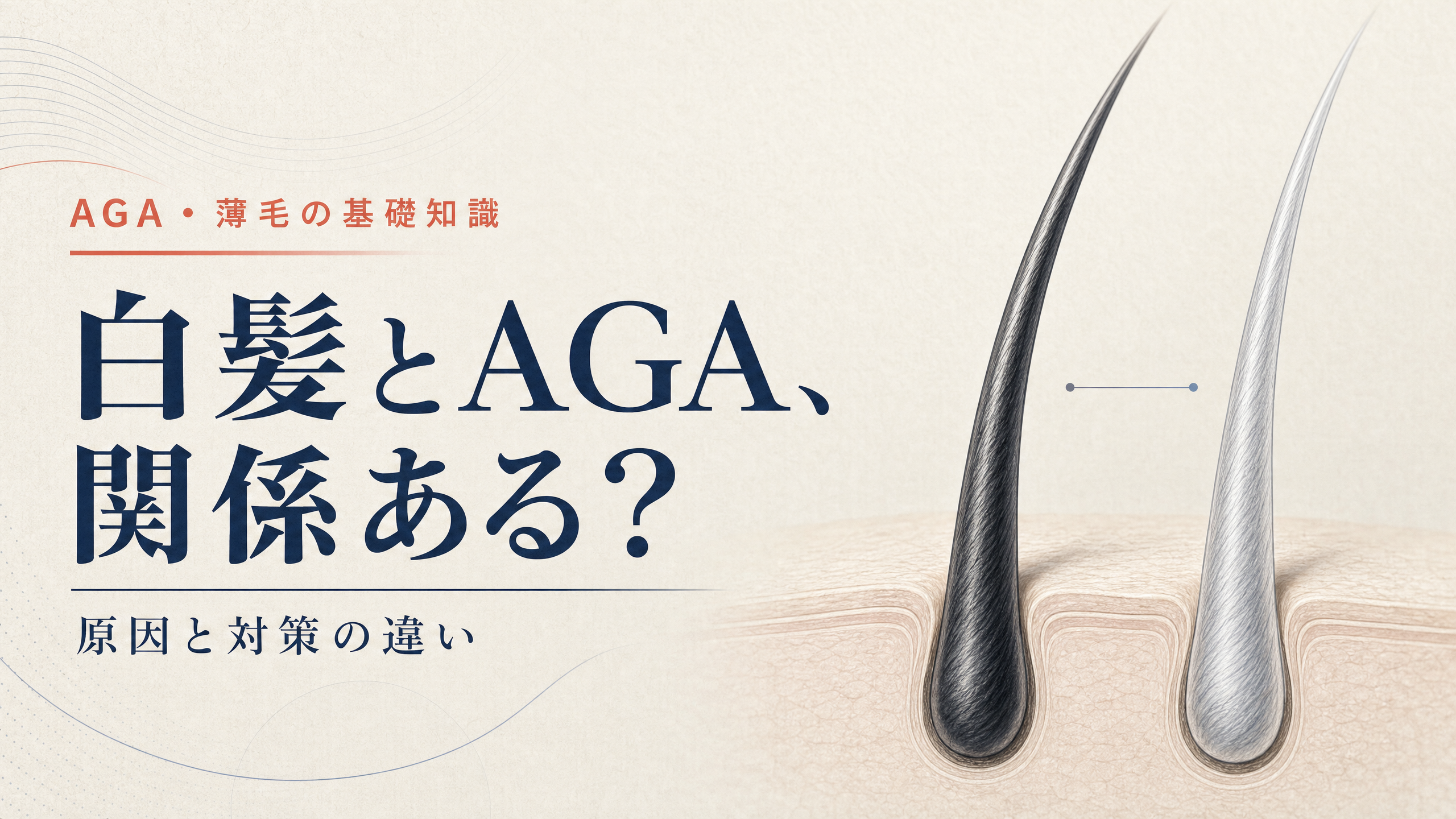 白髪とAGAの違いを示す毛髪と頭皮の概念イラスト