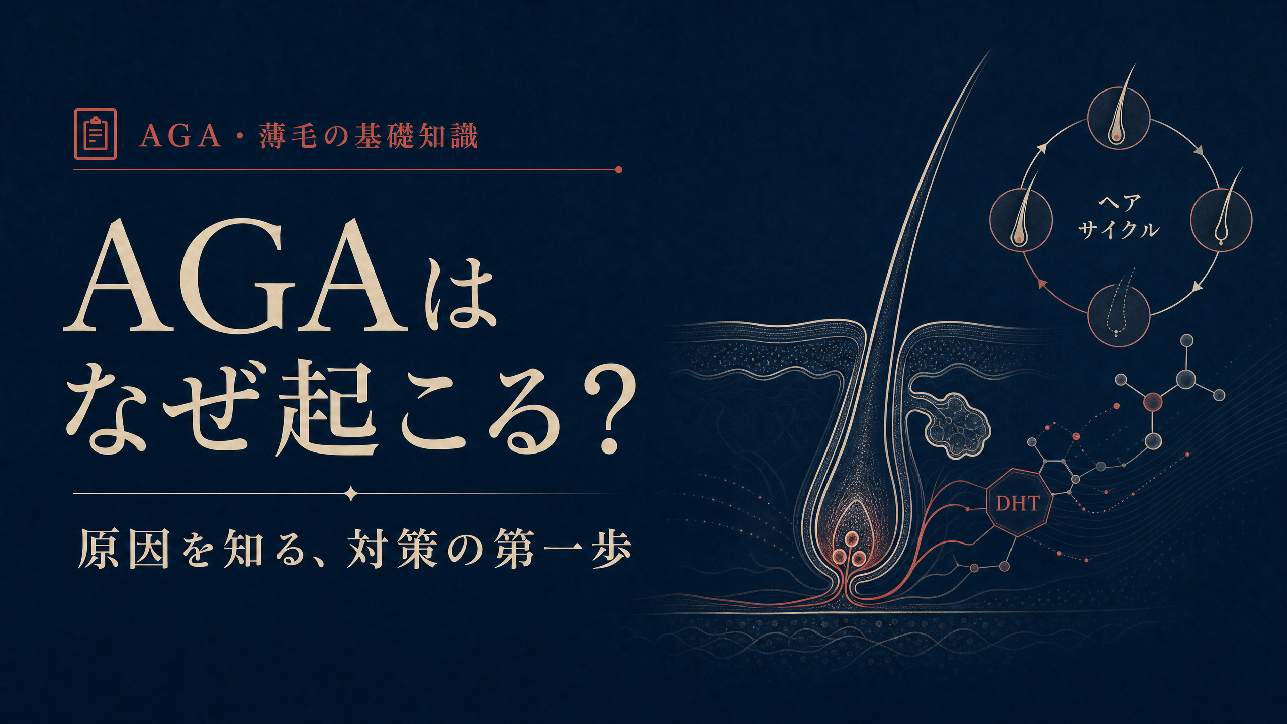 AGAの原因と発症メカニズムを示す毛根と分子の概念イラスト